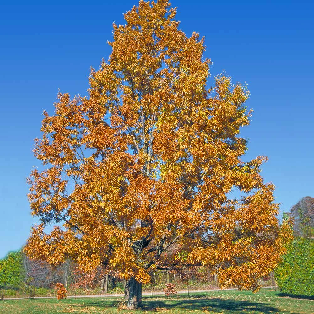 Sawtooth Oak Tree Live Plant – Quercus acutissima 12-24 inch Tall – Outdoor - Image 6