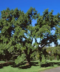 Sawtooth Oak Tree Live Plant – Quercus acutissima 12-24 inch Tall – Outdoor - Image 7
