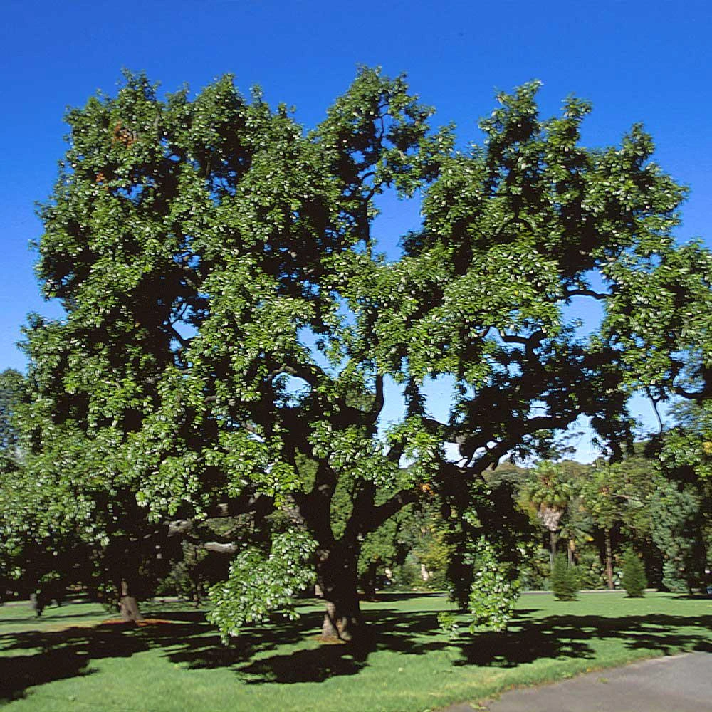 Sawtooth Oak Tree Live Plant – Quercus acutissima 12-24 inch Tall – Outdoor - Image 7