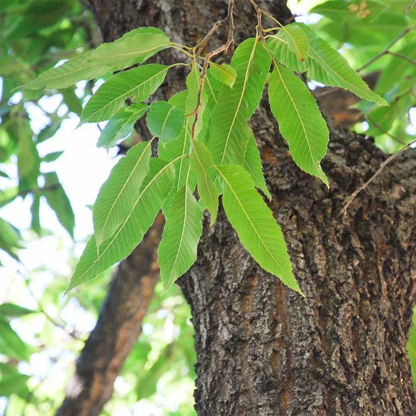 Sawtooth Oak Tree Live Plant – Quercus acutissima 12-24 inch Tall – Outdoor - Image 8