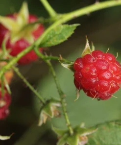 September Red Raspberry Live Plant - Everbearing, Cold-Hardy, Zones 4-8 - Image 2
