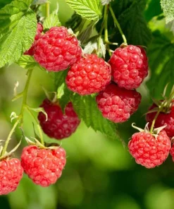 September Red Raspberry Live Plant - Everbearing, Cold-Hardy, Zones 4-8 - Image 3