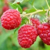 September Red Raspberry Live Plant - Everbearing, Cold-Hardy, Zones 4-8 - Image 1