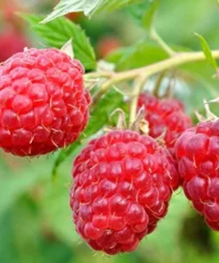 September Red Raspberry Live Plant - Everbearing, Cold-Hardy, Zones 4-8 - Image 1