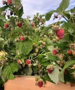September Red Raspberry Live Plant - Everbearing, Cold-Hardy, Zones 4-8 - Image 8