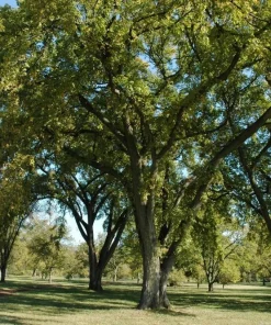 Siberian Elm Tree Live Plant - Ulmus pumila 12-24