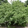 Silky Dogwood Live Plant - 12-24in Tall Shrub - Quart Pot - Outdoor - Image 1