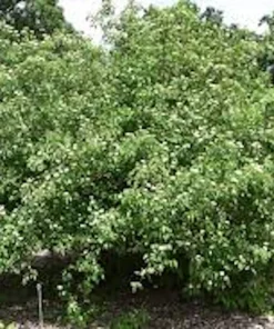 Silky Dogwood Live Plant - 12-24in Tall Shrub - Quart Pot - Outdoor - Image 1