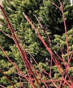 Silky Dogwood Live Plant - 12-24in Tall Shrub - Quart Pot - Outdoor - Image 3