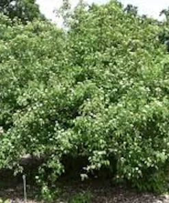Silky Dogwood Live Plant - 12-24in Tall Shrub - Quart Pot - Outdoor - Image 5