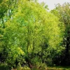 Silky Willow Tree – Salix sericea – Bare Root Plant – 12-18" Tall – Outdoor - Image 1