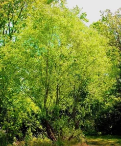 Silky Willow Tree – Salix sericea – Bare Root Plant – 12-18