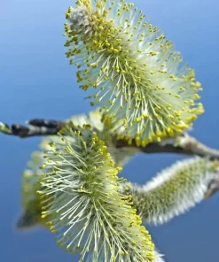 Silky Willow Tree – Salix sericea – Bare Root Plant – 12-18