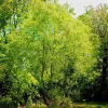 Silky Willow Tree Salix sericea Live Plant – 12-18" Tall – Quart Pot – Outdoor Shrub - Image 1