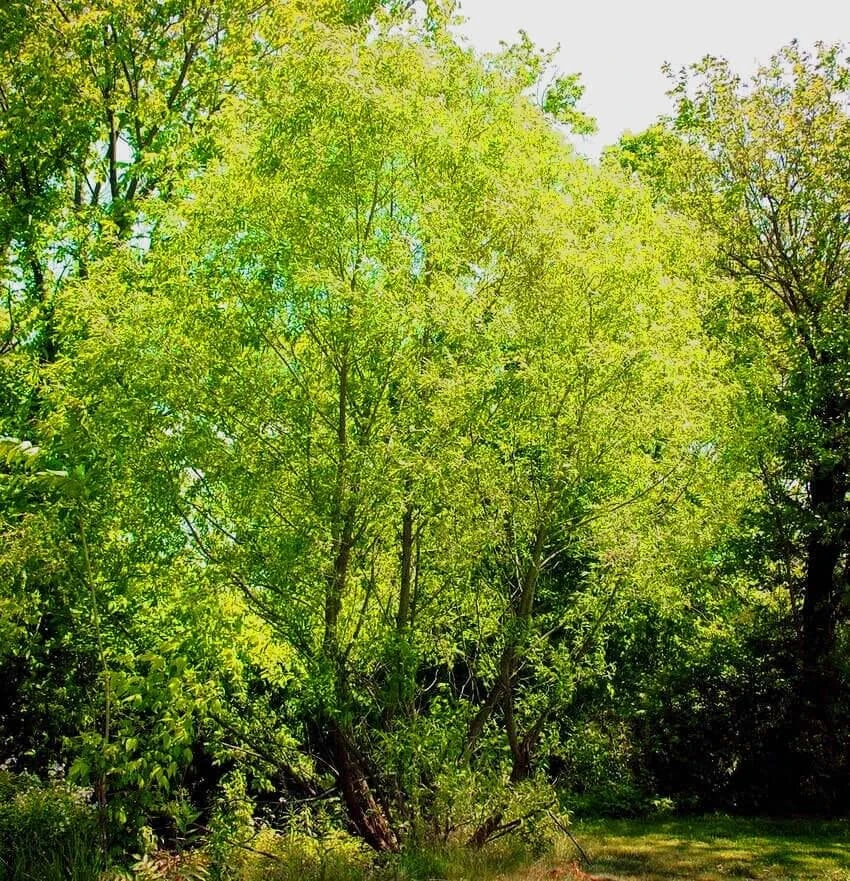 Silky Willow Tree Salix sericea Live Plant – 12-18" Tall – Quart Pot – Outdoor Shrub - Image 1