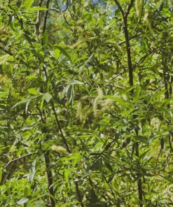 Silky Willow Tree Salix sericea Live Plant – 12-18