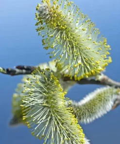 Silky Willow Tree Salix sericea Live Plant – 12-18
