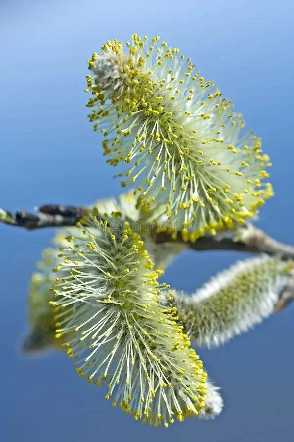 Silky Willow Tree Salix sericea Live Plant – 12-18" Tall – Quart Pot – Outdoor Shrub - Image 4