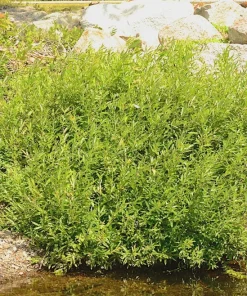 Silky Willow Tree Salix sericea Live Plant – 12-18