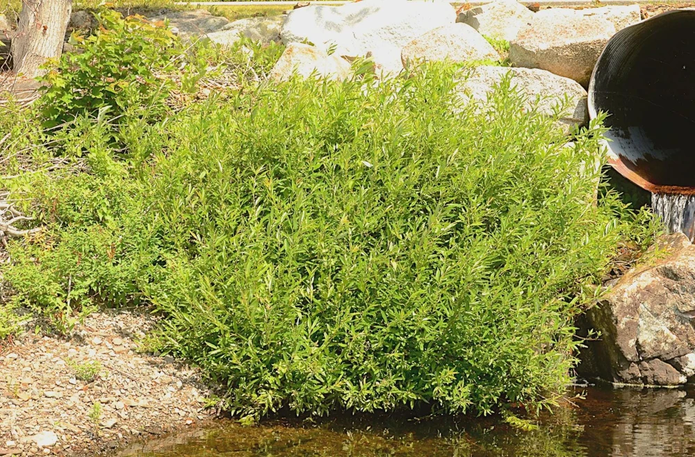 Silky Willow Tree Salix sericea Live Plant – 12-18" Tall – Quart Pot – Outdoor Shrub - Image 6