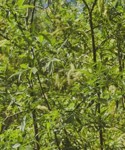 Silky Willow Tree Salix sericea Live Plant – 12-18