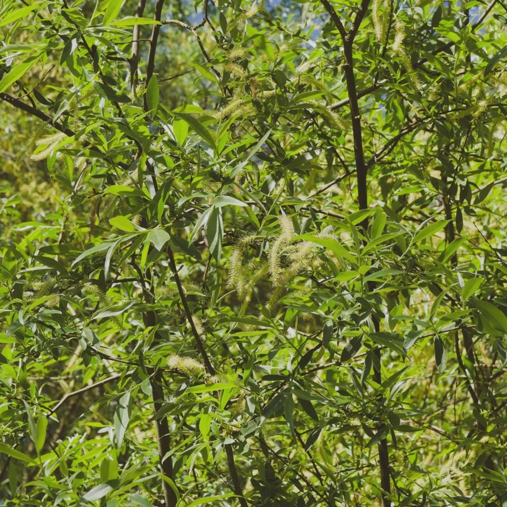 Silky Willow Tree Salix sericea Live Plant – 12-18" Tall – Quart Pot – Outdoor Shrub - Image 7