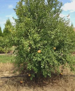 Sirenevyi Pomegranate Starter Plant - Cold Hardy Fruit Tree, USDA Zones 7-10 - Image 2