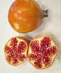 Sirenevyi Pomegranate Starter Plant - Cold Hardy Fruit Tree, USDA Zones 7-10 - Image 3