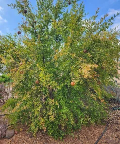Sirenevyi Pomegranate Starter Plant - Cold Hardy Fruit Tree, USDA Zones 7-10 - Image 8