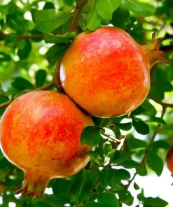 Sirenevyi Pomegranate Starter Plant - Cold Hardy Fruit Tree, USDA Zones 7-10 - Image 1