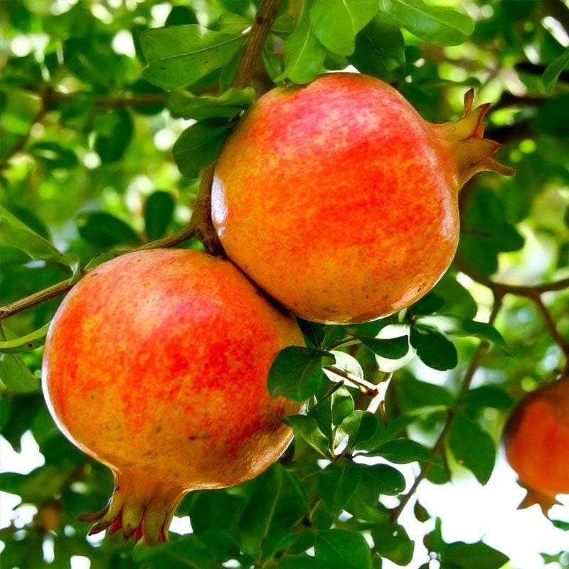 Sirenevyi Pomegranate Starter Plant - Cold Hardy Fruit Tree, USDA Zones 7-10 - Image 1