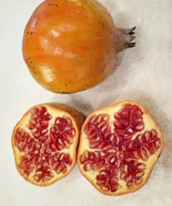 Sirenevyi Pomegranate Starter Plant - Cold Hardy Punica Granatum Live Plant - Image 6