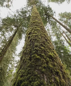 Sitka Spruce Live Plant - 6-12