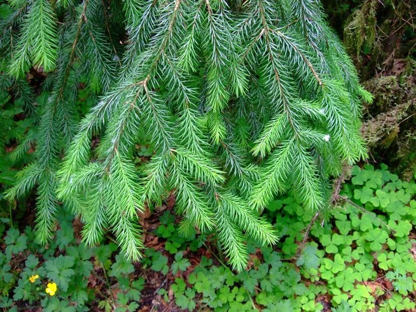 Sitka Spruce Live Plant - 6-12" Tall Starter Tree - Picea sitchensis - Quart Pot - Outdoor Conifer - Image 1