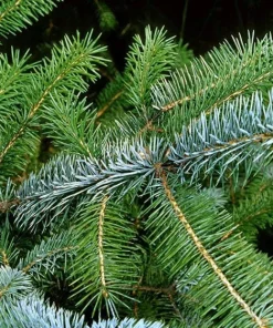 Sitka Spruce Live Plant - 6-12