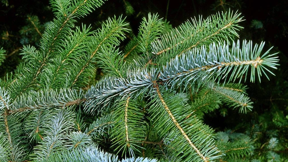 Sitka Spruce Live Plant - 6-12" Tall Starter Tree - Picea sitchensis - Quart Pot - Outdoor Conifer - Image 7