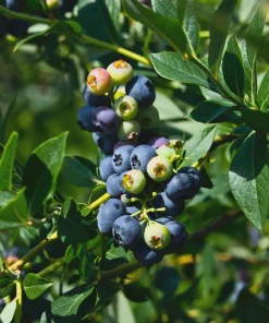 Snow Chaser Blueberry Starter Plug - Vaccinium corymbosum Live Plant - Image 2