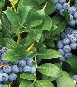 Snow Chaser Blueberry Starter Plug - Vaccinium corymbosum Live Plant - Image 3