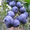 Snow Chaser Blueberry Starter Plug - Vaccinium corymbosum Live Plant - Image 1