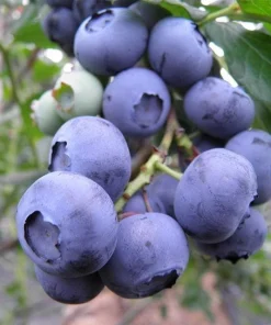 Snow Chaser Blueberry Starter Plug - Vaccinium corymbosum Live Plant - Image 1