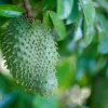 Soursop Tree Starter Plug 6-12" - Annona muricata Live Fruit Plant, Evergreen - Image 1