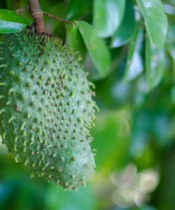 Soursop Tree Starter Plug 6-12
