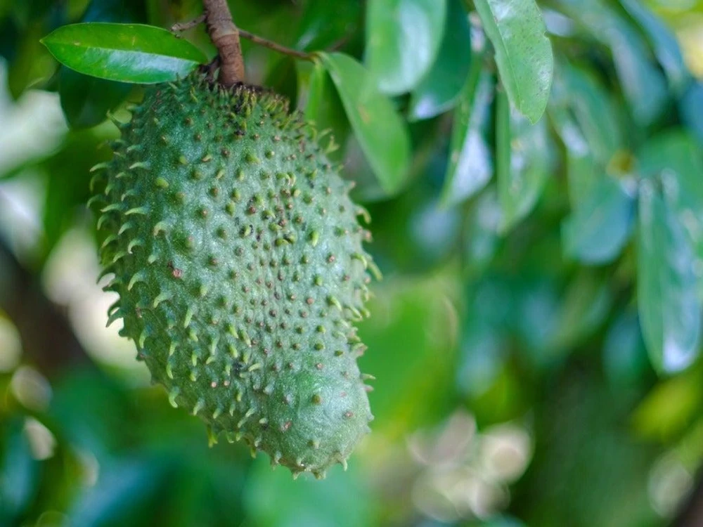Soursop Tree Starter Plug 6-12" - Annona muricata Live Fruit Plant, Evergreen - Image 1