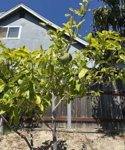 Soursop Tree Starter Plug 6-12" - Annona muricata Live Fruit Plant, Evergreen - Image 2