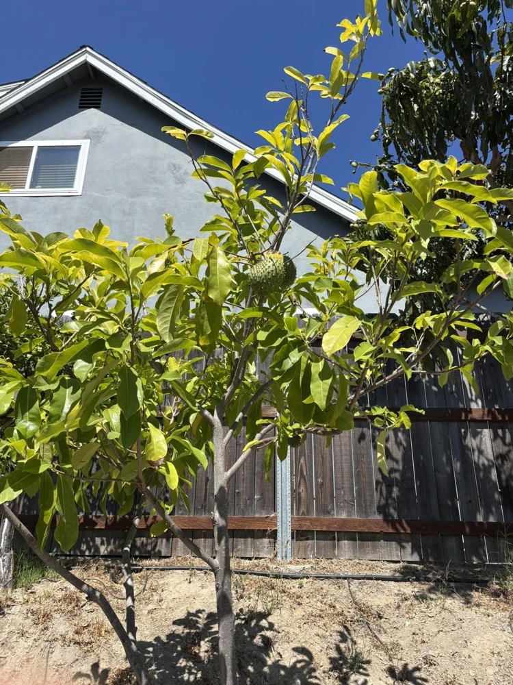 Soursop Tree Starter Plug 6-12" - Annona muricata Live Fruit Plant, Evergreen - Image 2