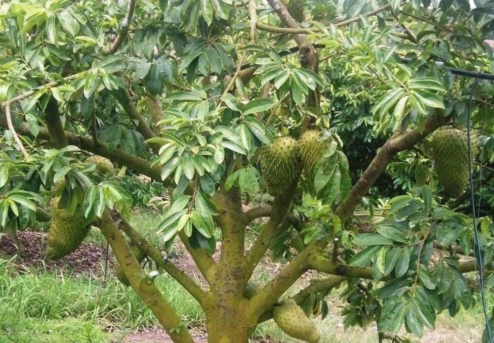 Soursop Tree Starter Plug 6-12" - Annona muricata Live Fruit Plant, Evergreen - Image 3
