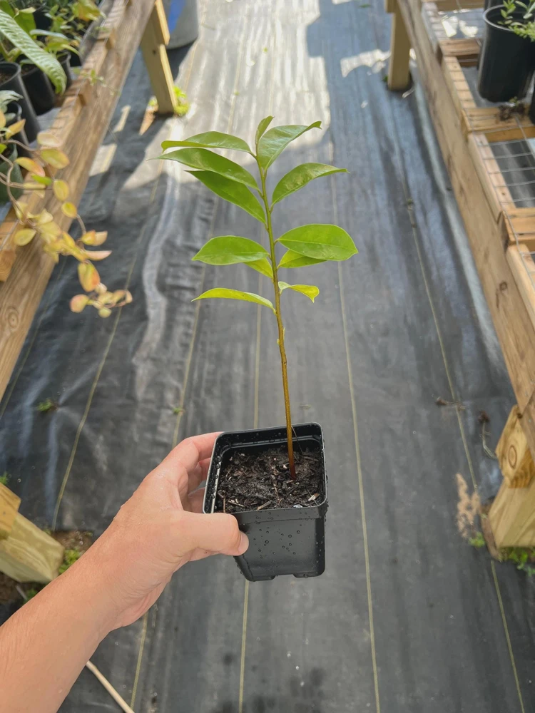 Soursop Tree Starter Plug 6-12" - Annona muricata Live Fruit Plant, Evergreen - Image 4