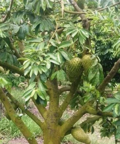 Soursop Tree Starter Plug 6-12