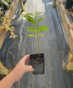 Soursop Tree Starter Plug 6-12