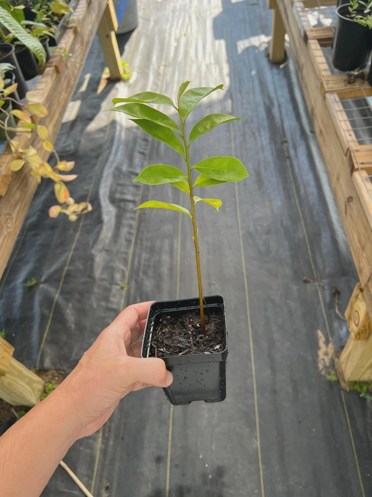 Soursop Tree Starter Plug 6-12" - Annona muricata Live Fruit Plant, Evergreen - Image 8
